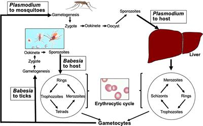 Lessons Learned for Pathogenesis, Immunology, and Disease of Erythrocytic Parasites: Plasmodium and Babesia